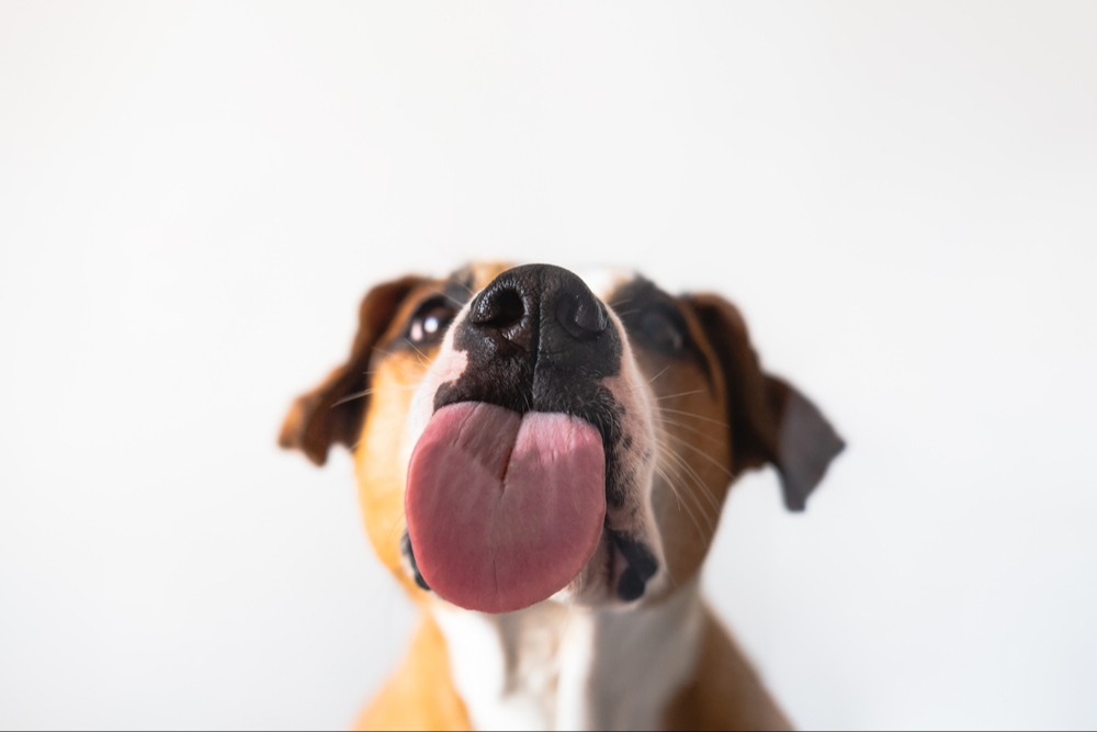 My Pet Nutritionist 8 Reasons For Your Dog’s Licking Behaviour